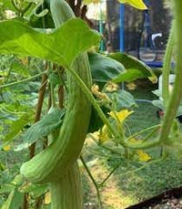 Armenian Cucumber Vegetable Seeds for Planting - Heirloom & Non-GMO Garden Seeds