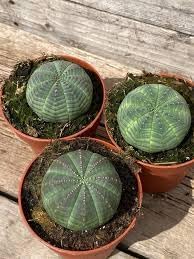 Heirloom Euphorbia Obesa Succulent Seeds for Planting, Non-GMO