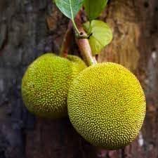 Jack Fruit Seeds for Growing a Large and Flavorful Tropical Fruit Tree 100 pcs