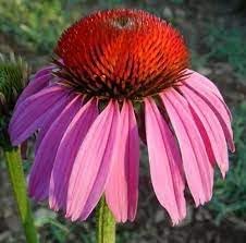 Heirloom Echinacea angustifolia Coneflower Seeds for Planting - Non-GMO Garden Seeds - Echinacea for planting in home garden