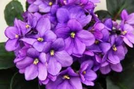 Violet (Violet scientific name) for planting in garden