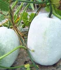Ash Gourd Winter Melon Seeds for Planting - 100 pcs