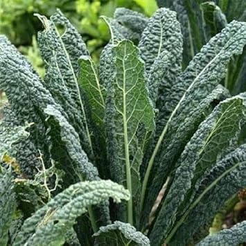 Kale Plant Seeds for Planting - 100 pcs