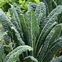 Kale Plant Seeds for Planting - 100 pcs