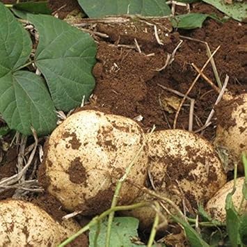 Jicama Pachyrhizus erosus seeds for vegetable garden planting