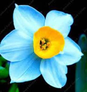 Blue and Yellow Narcissus Flower Seeds – Heirloom Non-GMO for Garden Planting