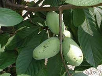 Asimina Fruit Seeds - Rare and Nutritious Fruit for Your Garden 100 pcs