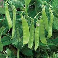 Pea Seeds for Planting, 100 pcs