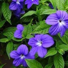 Heirloom Browallia Flower Seeds – Non-GMO Seeds for Colorful Garden Planting - Browallia for planting in home garden