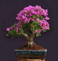 Lagerstroemia Indica Crape Flower Seeds for Planting Hierloom Flower Seeds