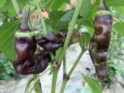 Chili Seeds for Planting Black - 100 pcs