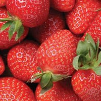 Rare Competition Mango Seeds - Cultivate Trophy-Worthy Tropical Fruits 100 pcs