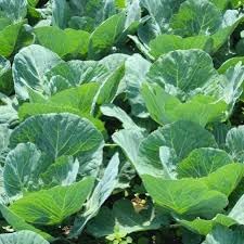 Vates Collards Brassica oleracea seeds for garden planting
