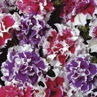 Heirloom Russian Petunia Flower Seeds for Planting - NON-GMO, Easy Grow, Vibrant Garden Blooms