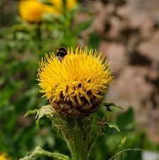 Centaurea Moschata Flower Seeds – Heirloom Non-GMO Seeds for Fragrant and Cottage Garden Planting