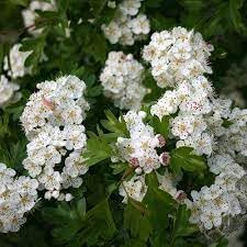 Crataegus Flower Seeds – Heirloom Non-GMO Hawthorn Seeds for Hardy Ornamental Garden Hedges