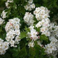 Crataegus Flower Seeds – Heirloom Non-GMO Hawthorn Seeds for Hardy Ornamental Garden Hedges