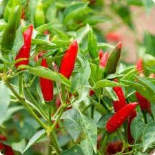 Tabasco Hot Pepper Seeds for Planting heirloom & Non-GMO Seeds