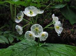 Skeleton Flower Seeds for Planting- NON GMO Seeds
