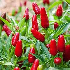 Jamaican Bird Pepper Plant Seeds – Spicy and Aromatic Chili Variety 100 pcs