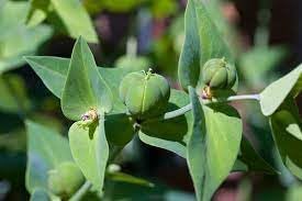 Seeds (Seeds scientific name) for planting in garden