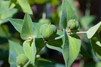 Seeds (Seeds scientific name) for planting in garden