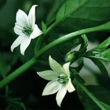 Jalapeno Seeds – Heirloom Non-GMO Vegetable Seeds for Spicy Pepper Garden Planting