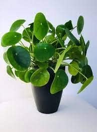 Peperomioides Plant Seeds for Planting - 100 pcs