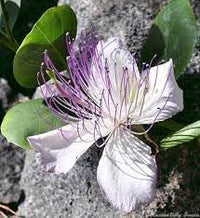 Capers Flower Seeds Heirloom Non GMO Planting - 100