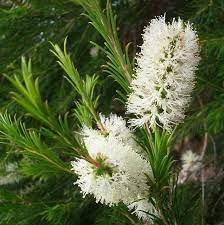 Melaleuca Flower Seeds for Planting - 100 pcs