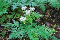 Heirloom Non-GMO Sweet Cicely Flower Seeds for Planting – Aromatic Blooms for Shade Garden