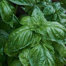 Basil Seeds for Planting - 100 pcs