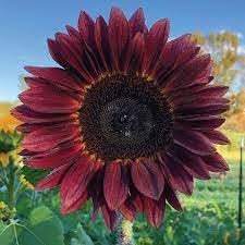 Sunflower Plant Seeds Heirloom Non GMO Planting - 100 for planting in home garden