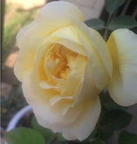 Heirloom Non-GMO Rose Tree Flower Seeds for Planting