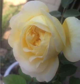 Heirloom Non-GMO Rose Tree Flower Seeds for Planting