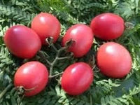 Tomato Seeds for Planting, Pink, 100 pcs