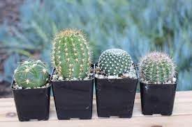 Heirloom Copiapoa Flower Seeds, Non-GMO Rare Cactus Blooms for Drought-Tolerant Garden Planting