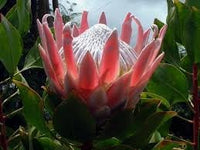 Heirloom Non-GMO Cynaroides Flower Seeds for Bold Garden Displays and Outdoor Planting