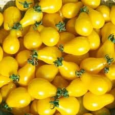 Light Yellow Tomato Seeds for Planting heirloom & Non-GMO Seeds