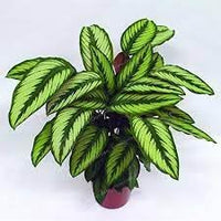 Futaba Calathea Foliage Plant Seeds for Planting - Heirloom & Non-GMO Seeds - Calathea for planting in home garden