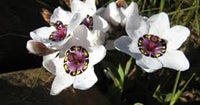 Heirloom Non-GMO Sparaxis Flower Seeds for Planting – Colorful Spring-Blooming Garden Flowers