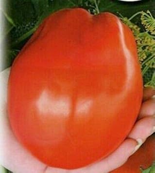 Huge Red Tomato Solanum lycopersicum for planting in home garden