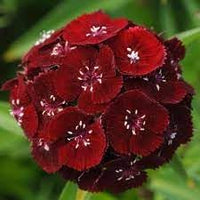 Heirloom Non-GMO Dianthus Flower Seeds for Planting – Fragrant Colorful Garden Blooms - Non-GMO for planting in home garden