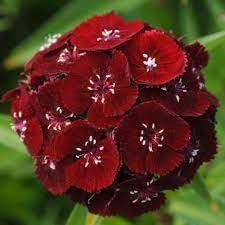 Heirloom Non-GMO Dianthus Flower Seeds for Planting – Fragrant Colorful Garden Blooms - Non-GMO for planting in home garden