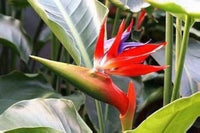 Heirloom Non-GMO Red Strelitzia Reginae Flower Seeds for Planting – Exotic Bird of Paradise Seeds