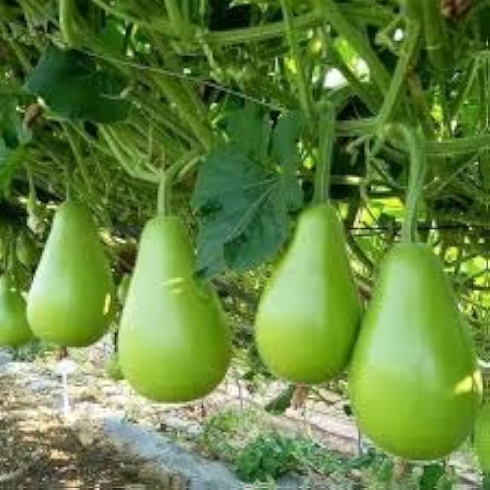 Bottle Gourd Round Vegetable Seeds