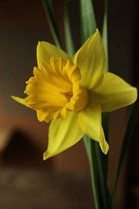 Double Petal Narcissus Aquatic Flower Seeds for Ornamental Pots and Garden Planting