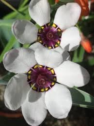 Heirloom Non-GMO Sparaxis Flower Seeds for Planting – Colorful Spring-Blooming Garden Flowers