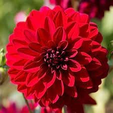 Dahlia Flowers Seeds Heirloom Non GMO Planting - 100 for planting in home garden