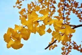 Ginkgo Flower Seeds – Heirloom Non-GMO Medicinal Tree Seeds for Ornamental Garden Landscapes